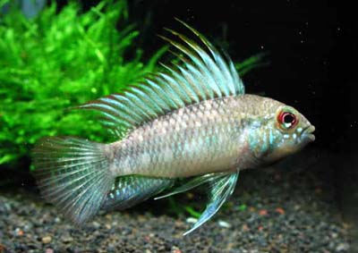 Apistogramma arua